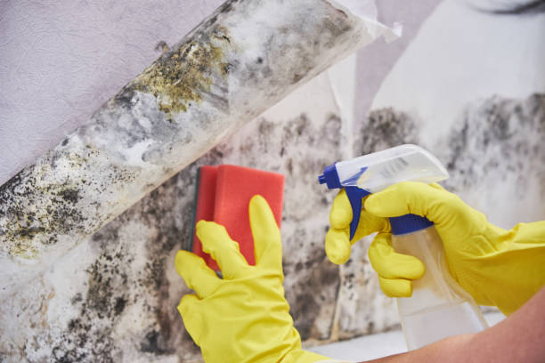 Professional Mold Removal in Church Hill, MD